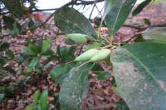 Madhuca insignis